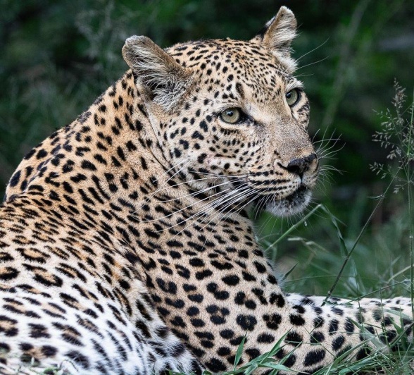 Ntsumi continues to be a wonderful mother to her two cubs. Ntsumi continues to be a wonderful mother to her two cubs.