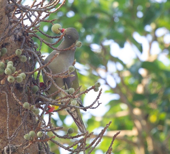 African Green Pigeon Fig Tree Photographed At Sabi Sabi