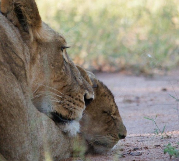 A mother and cub rest together. A mother and cub rest together.