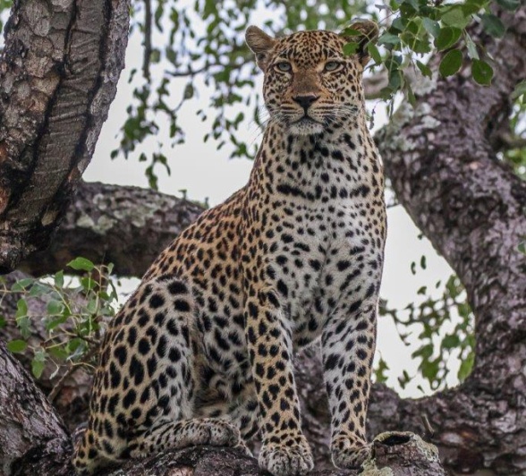 Tengile was spotted in a tree before she became active. Tengile was spotted in a tree before she became active.