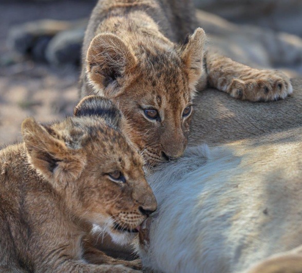 Sabi Sabi Ruan Mey Msuthlu Cubs Feeding Sabi Sabi Ruan Mey Msuthlu Cubs Feeding