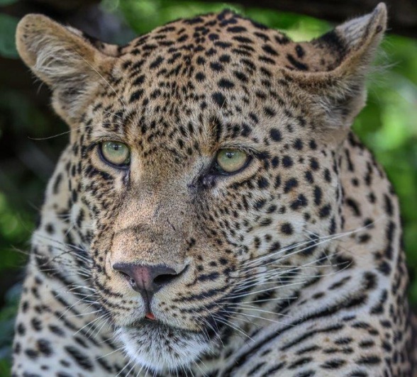 The formidable Nottens male.