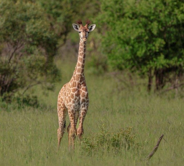 Sabi Sabi Ruan Mey Giraffe Calf Sabi Sabi Ruan Mey Giraffe Calf
