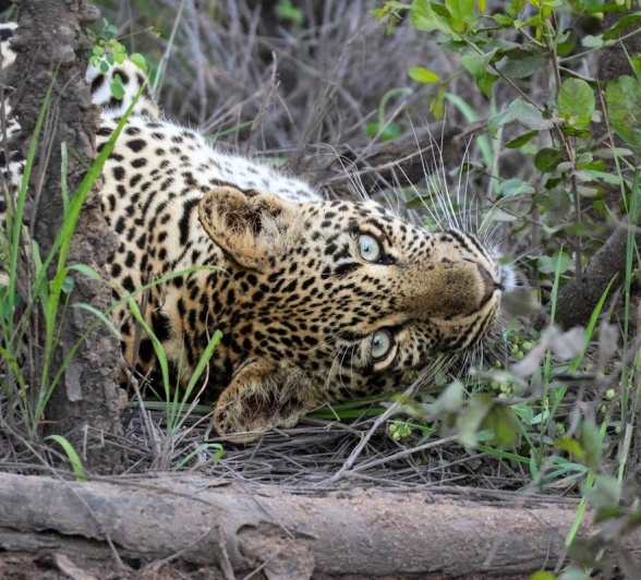 Sabi Sabi Jan Nel Tengile Cub Plays