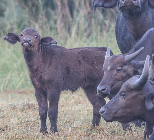A buffalo calf is fiercely guarded by the herd. A buffalo calf is fiercely guarded by the herd.