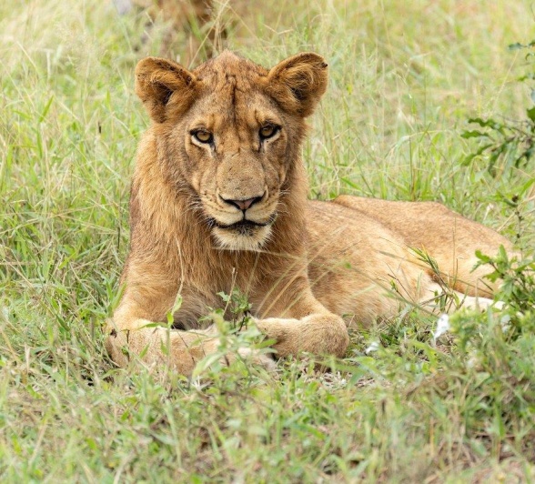 A sub-adult from the Southern Pride is photographed lying in the grass.