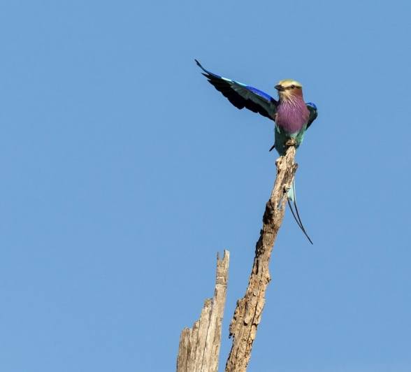 A Lilac-breasted roller perches on a dead tree. A Lilac-breasted roller perches on a dead tree.