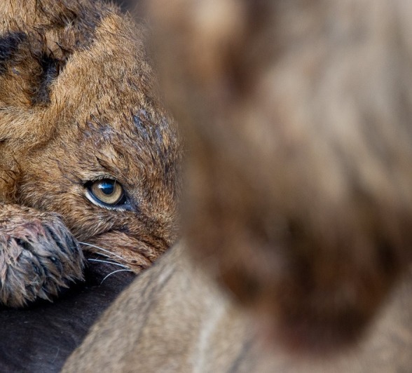 Sabi Sabi Ronald Mutero Msuthlu Lion Feasts Sabi Sabi Ronald Mutero Msuthlu Lion Feasts