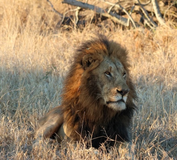 Sabi Sabi Jan Nel Gijima
