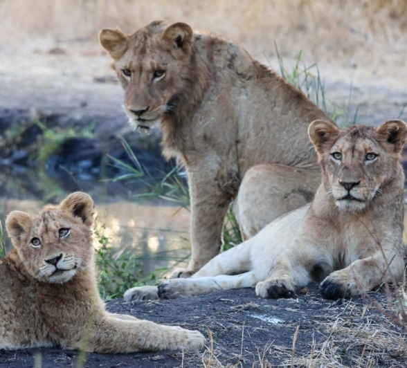 Sabi Sabi Jan Nel Msuthlu Lions Sabi Sabi Jan Nel Msuthlu Lions
