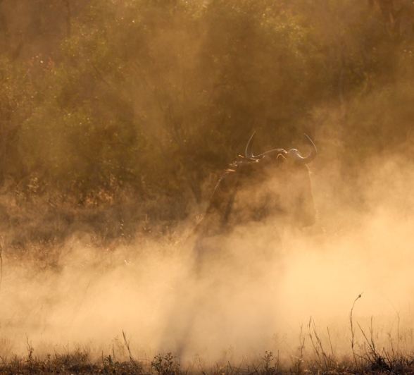 Sabi Sabi Jan Nel Wildebeest Sabi Sabi Jan Nel Wildebeest