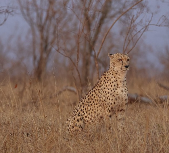 Sabi Sabi Ruan Mey Cheetah In African Plains Sabi Sabi Ruan Mey Cheetah In African Plains