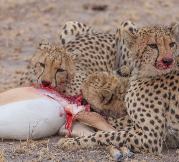 Sabi Sabi Ruan Mey Cheetahs With Impala Kill Sabi Sabi Ruan Mey Cheetahs With Impala Kill