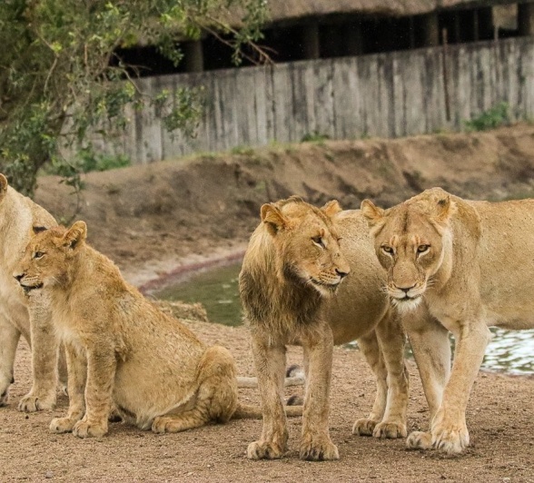 Sabi Sabi Jana Du Plessis Msuthlu Lion Pride Sub Adults Sabi Sabi Jana Du Plessis Msuthlu Lion Pride Sub Adults
