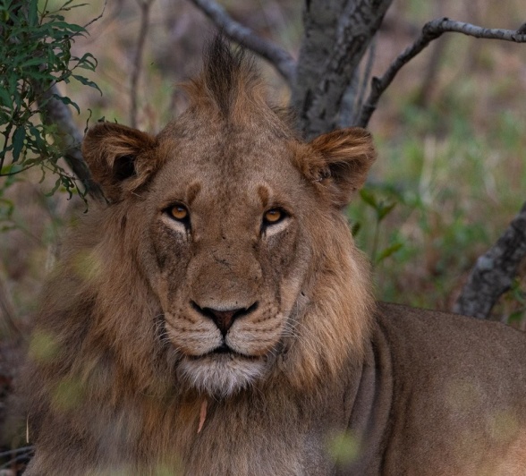 A male lion's stare is a formidible force. A male lion's stare is a formidible force.