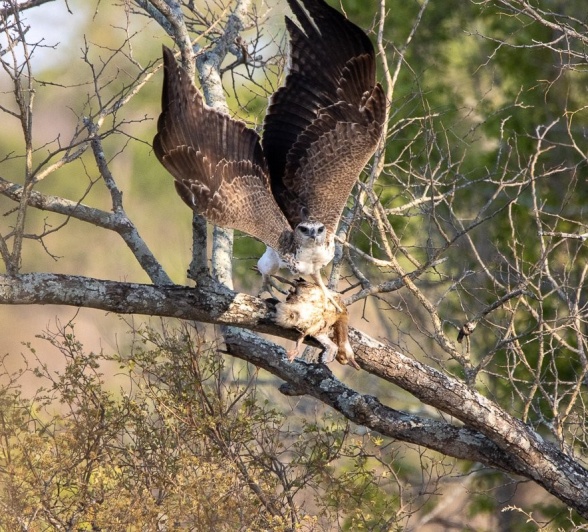 Sabi Sabi Ronald Mutero Marshal Eagle Sabi Sabi Ronald Mutero Marshal Eagle