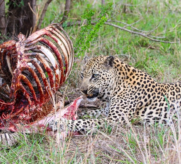 The Mawelawela male leopard feeding on the zebra carcass found by vultures.