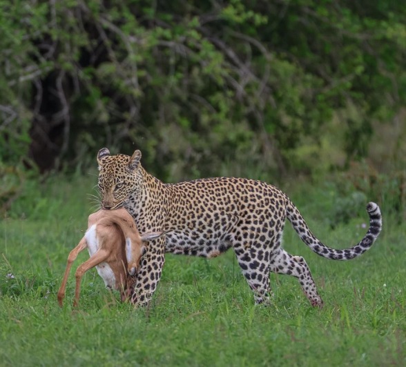 Sabi Sabi Ruan Mey Tengile