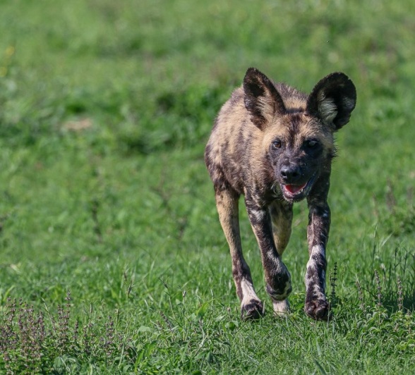 Sabi Sabi Ruan Mey Wild Dog In Green Grass
