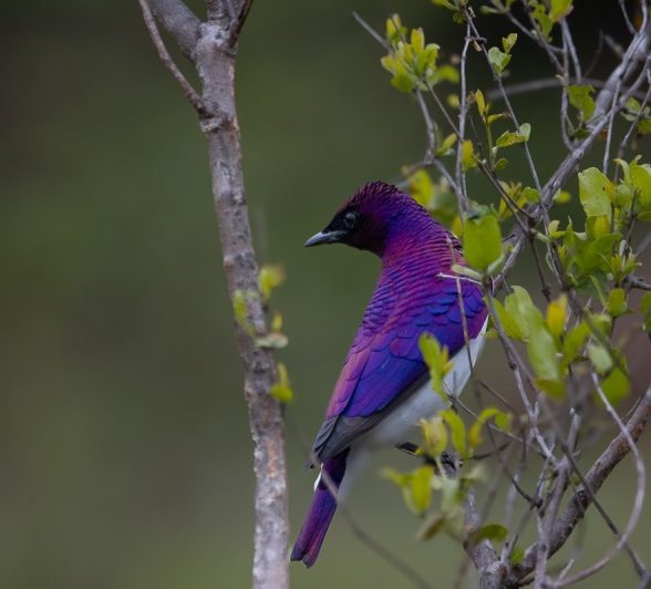 A Violet-backed starling.