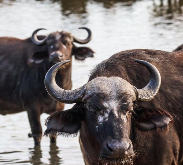 A big herd of buffalo slowly starting to graze toward one of our waterholes on the reserve.
