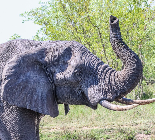 Water is generally available all year round, but droughts are common and an elephant will need to work harder to find water. 