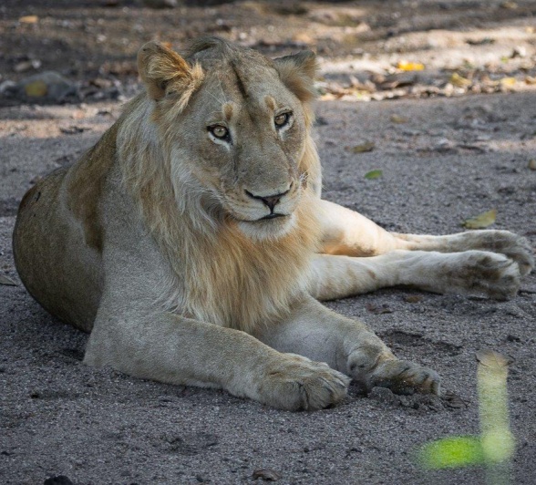 Styx Male Lion Jp Van Rooyen Styx Male Lion Jp Van Rooyen