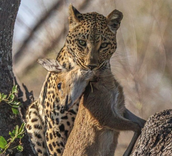 Providing her with a substantial food source Providing her with a substantial food source