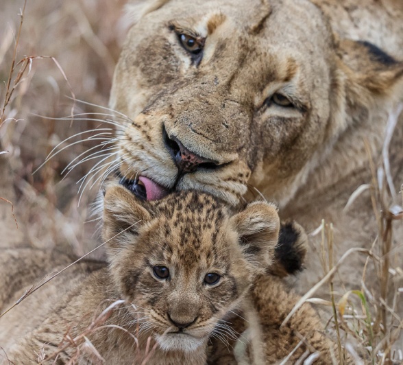 Sabi Sabi Ruan Mey Msuthlu Cun And Mother Sabi Sabi Ruan Mey Msuthlu Cun And Mother