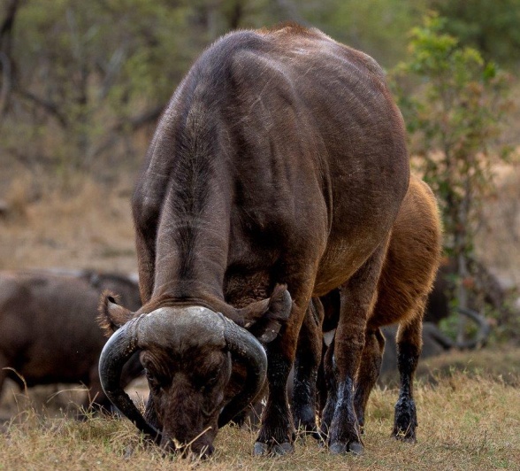 Young buffalo in a herd near the waterhole