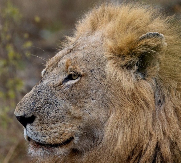 Portrait of Nkuhuma male lion, with a determined gaze and majestic mane.