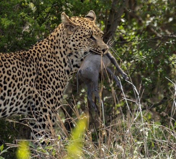 Sabi Sabi Benjamin Loon Nottins Male With Baby Warthog