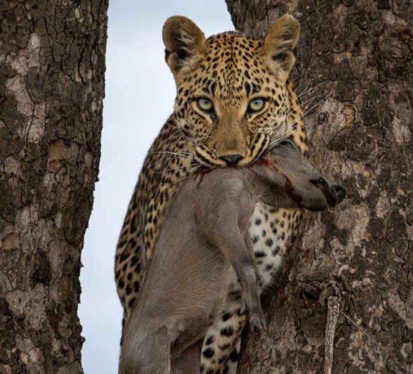 Sabi Sabi Jp Van Rooyen Golonyi With Kill In Tree