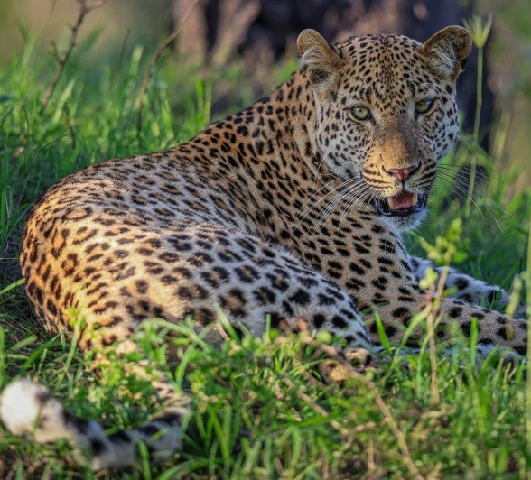 A male leopard, known as Nkuwa. A male leopard, known as Nkuwa.