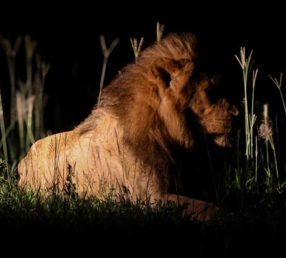 Sabi Sabi Jan Nel Kambula Lion Profile Sabi Sabi Jan Nel Kambula Lion Profile