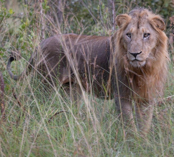 A male from the Styx pride wanders through the tall grass. A male from the Styx pride wanders through the tall grass.