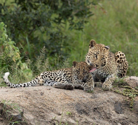 Golonyi bonds with her cub.