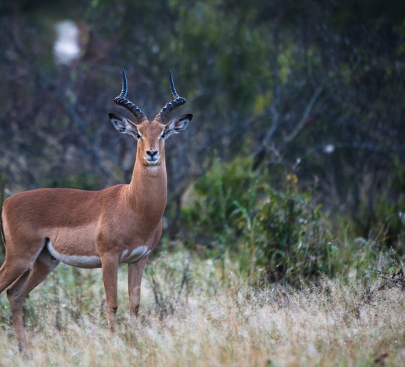 Sabi Sabi Newsletter April Impala