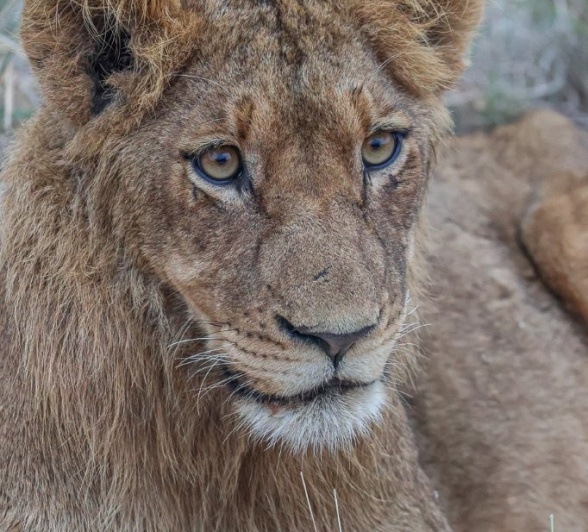 Sabi Sabi Ruan Mey Southern Pride Member Sabi Sabi Ruan Mey Southern Pride Member