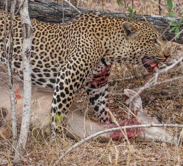 The male leopard, Khulwana, stands over kill. The male leopard, Khulwana, stands over kill.