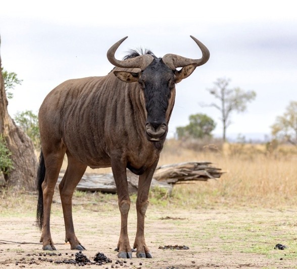A Wildebeest spotted during a game drive from Sabi Sabi. A Wildebeest spotted during a game drive from Sabi Sabi.