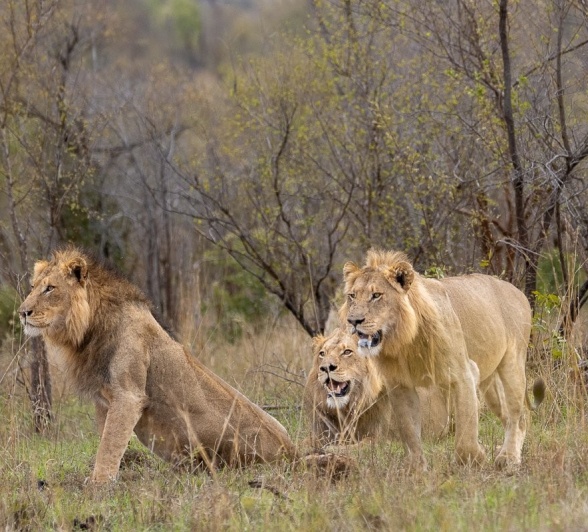 Three male lions spotted. Three male lions spotted.