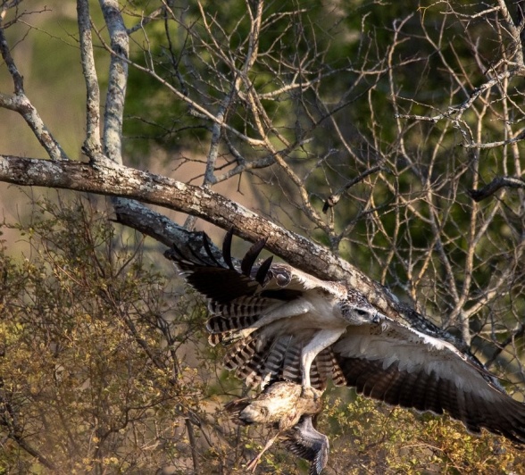 Sabi Sabi Ronald Mutero Marshal Eagle With Kill Sabi Sabi Ronald Mutero Marshal Eagle With Kill
