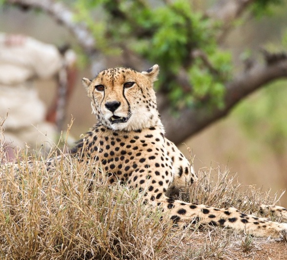 A male cheetah resting in the shade after patrolling his territory.