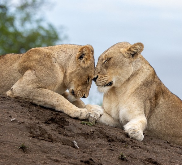 Sabi Sabi Ronald Mutero Msuthlu Members Bond