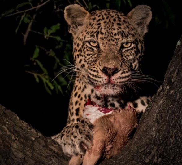 Nweti looks up from her impala kill to scan her surroundings. Nweti looks up from her impala kill to scan her surroundings.