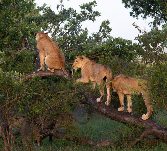 The Styx sibling bond is stronger than ever, never straying too far and showing glimpses of their playful nature, chasing one another and climbing trees. 