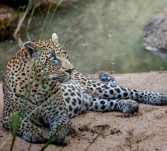 Nweti Leopard Devon Jansen Nweti Leopard Devon Jansen