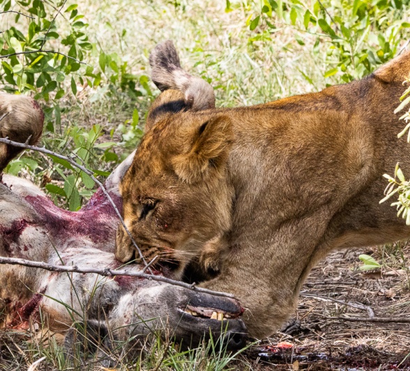 An unfortunate day for a hyena. 