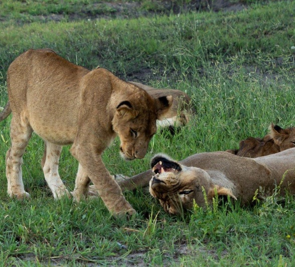 Sabi Sabi Franco Hay Msuthlu Pride Members Bond